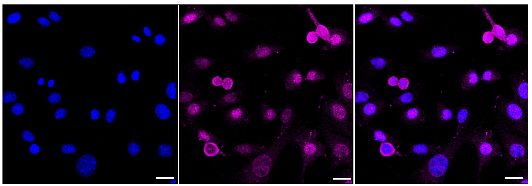 Syntaxin-BP1 Antibody (23GB2570)