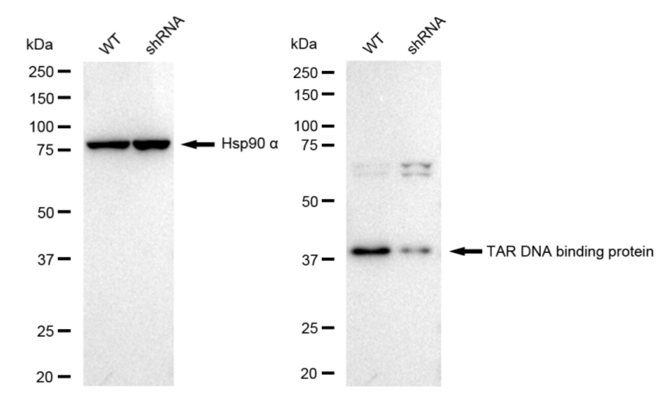 TDP-43/TARDBP Antibody (23GB2405)