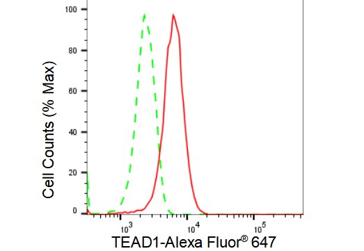 TEAD1 Antibody (23GB2800)