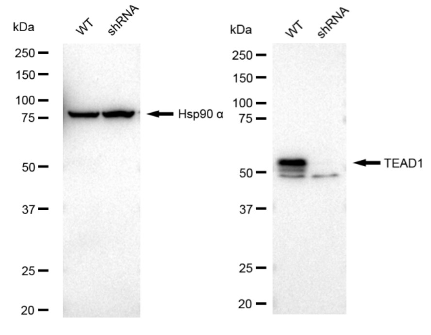 TEAD1 Antibody (23GB2800)