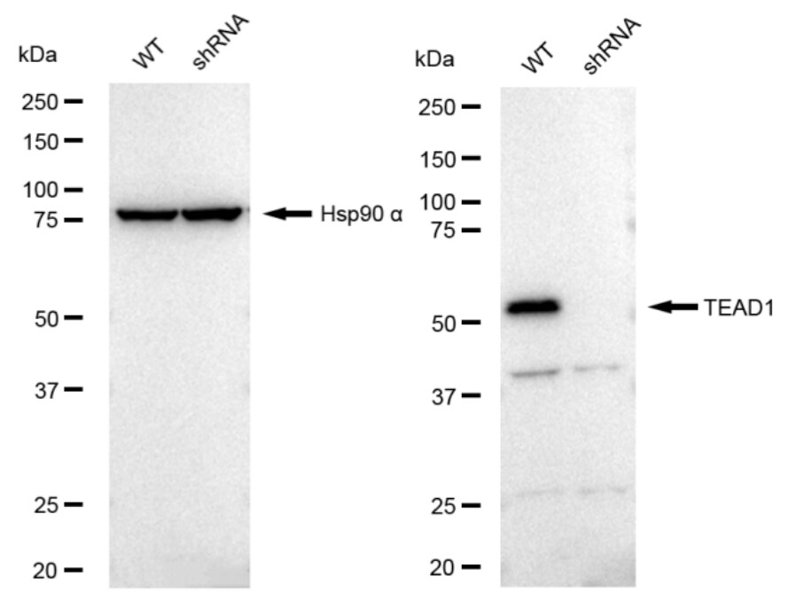 TEAD1 Antibody (23GB2795)