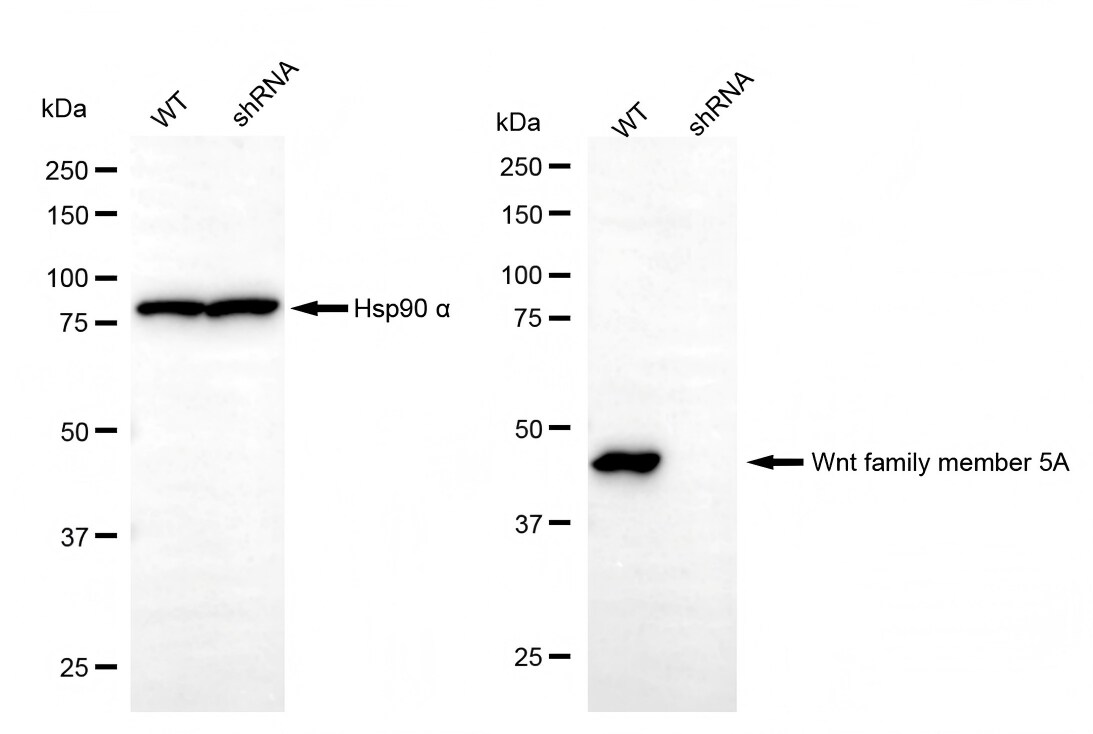Wnt-5a Antibody (23GB2400)