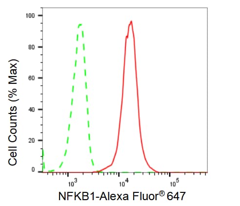 NFkB1/NFkB p105 Antibody (23GB2710)