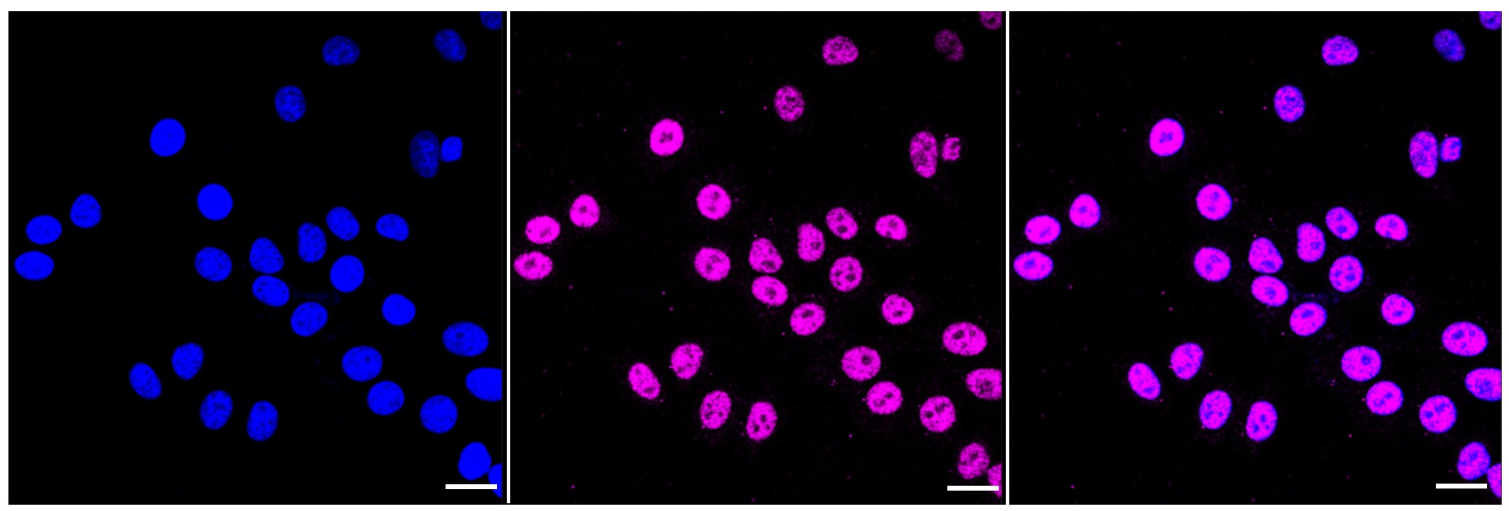 GRP75/HSPA9B/Mortalin Antibody (23GB2615)