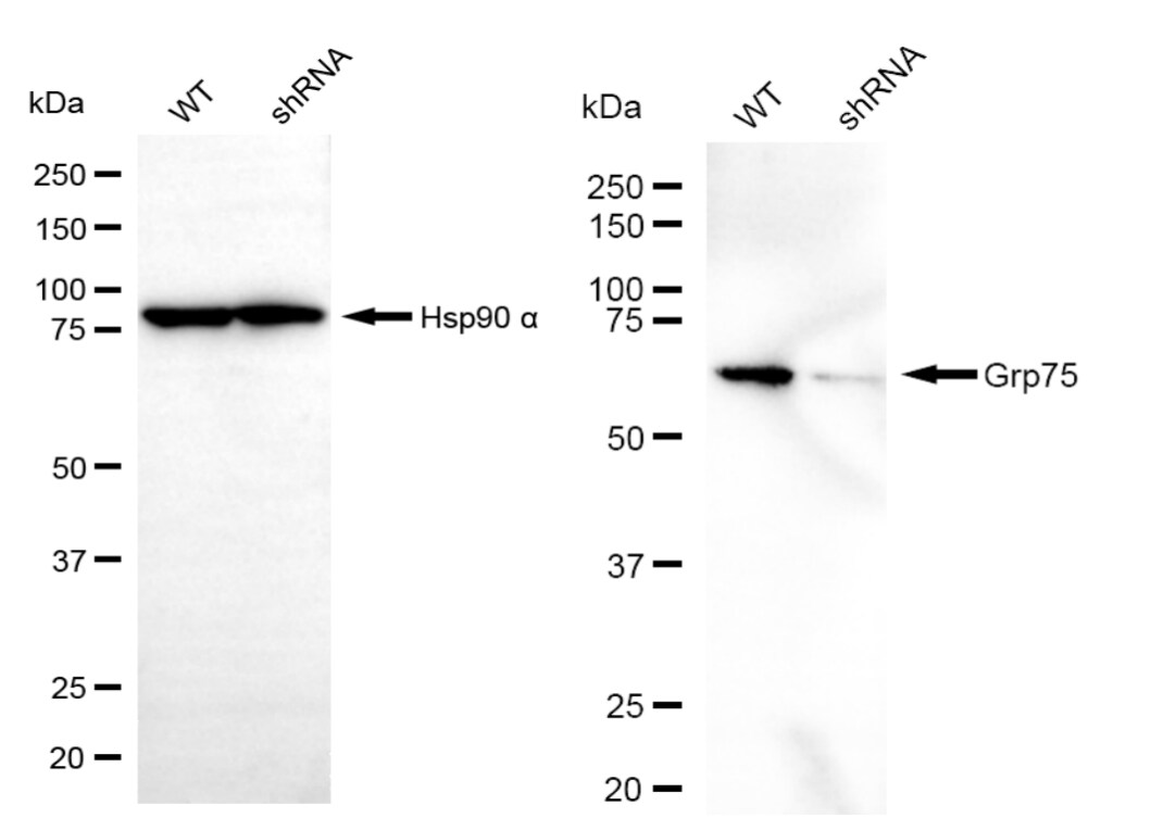 GRP75/HSPA9B/Mortalin Antibody (23GB2615)