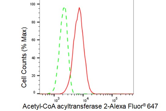 ACAA2 Antibody (23GB2955)
