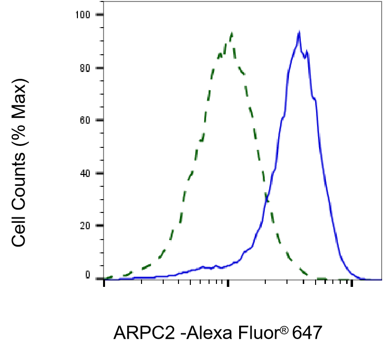 ARPC2 Antibody (23GB2985)