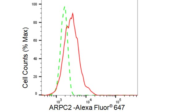 ARPC2 Antibody (23GB2985)