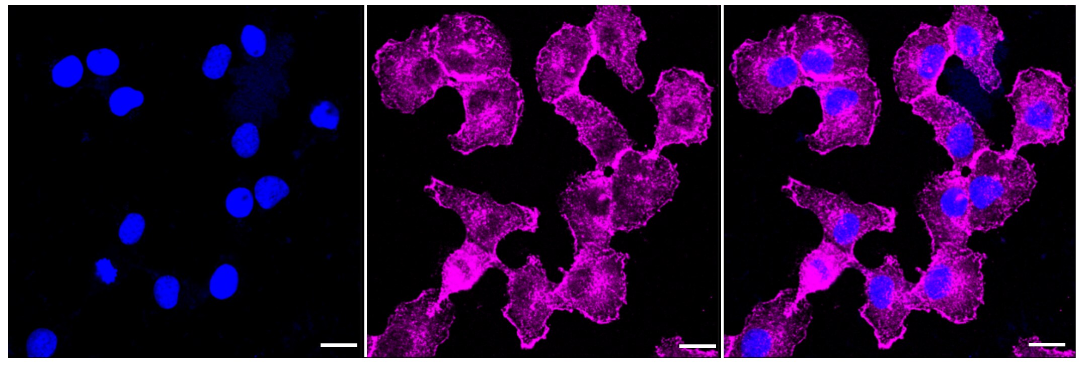 ARPC2 Antibody (23GB2985)