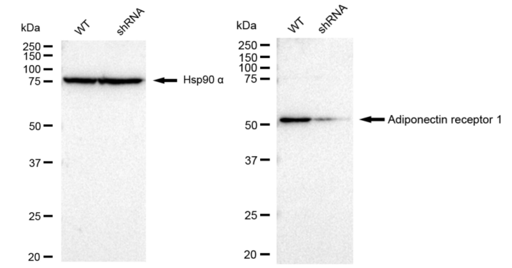 AdipoR1 Antibody (23GB3150)