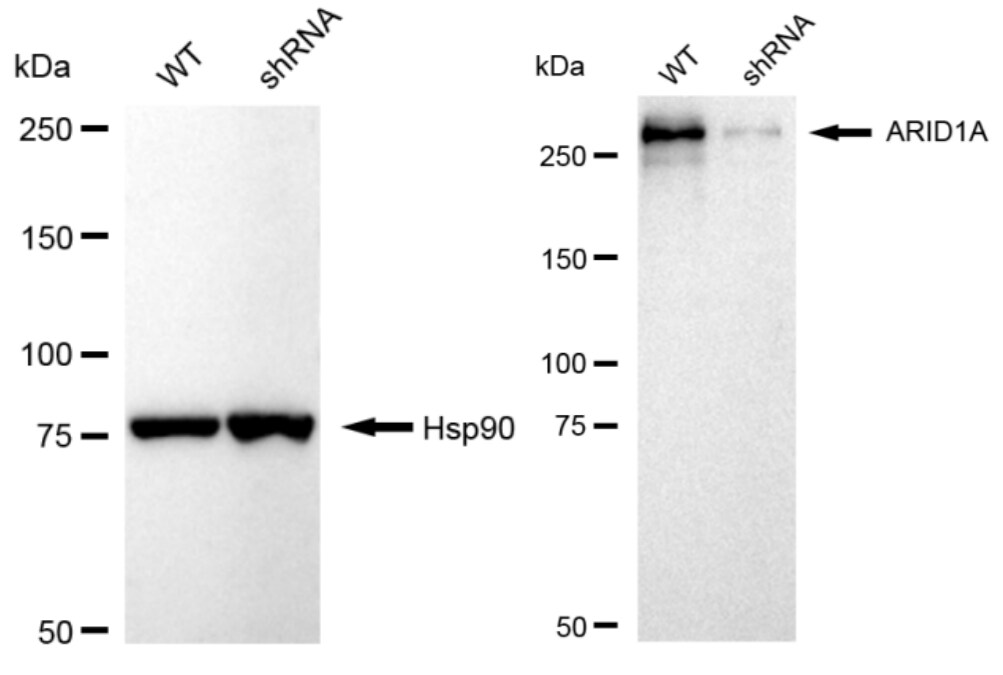 ARID1A Antibody (23GB3230)