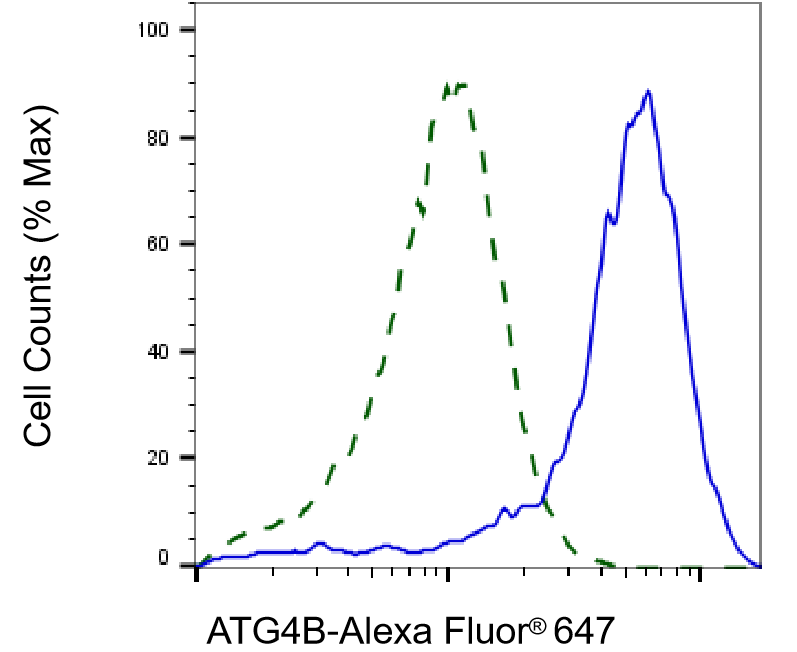 ATG4B Antibody (23GB3240)