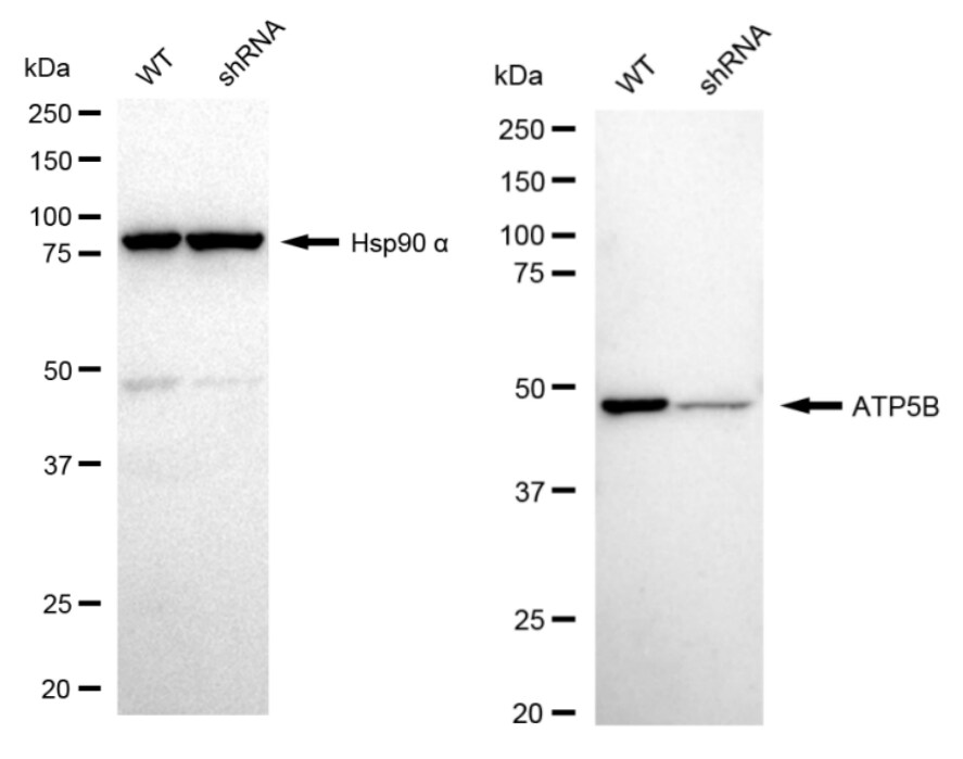 ATPB Antibody (23GB3255)