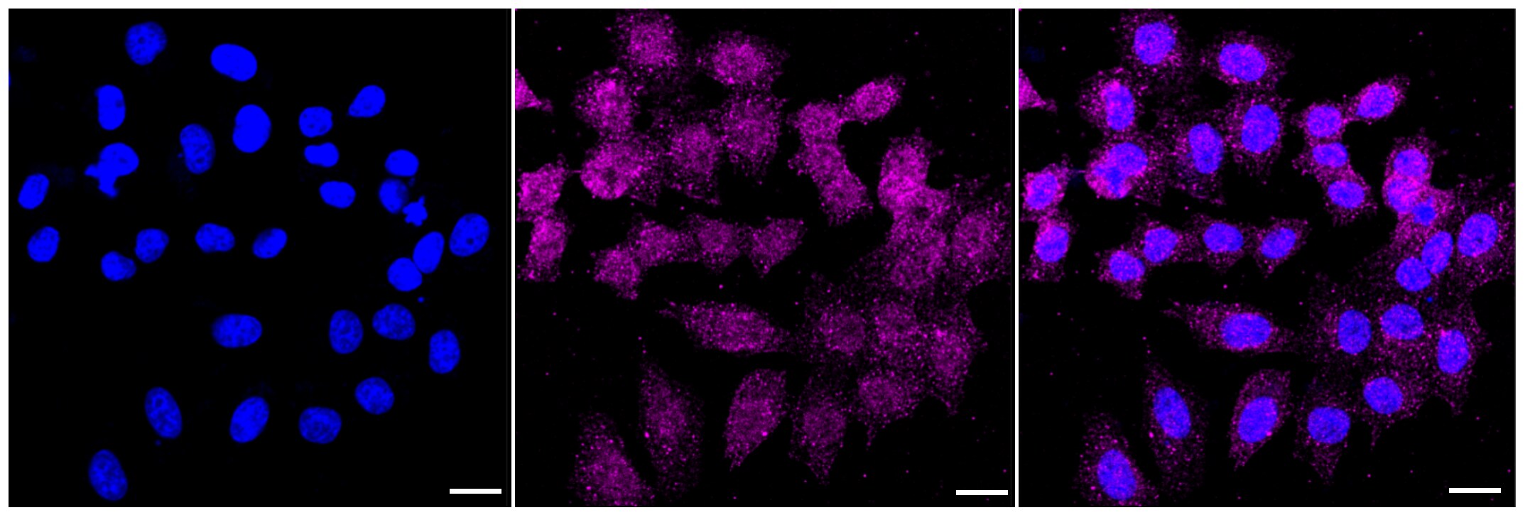Caspase-2 Antibody (23GB3305)