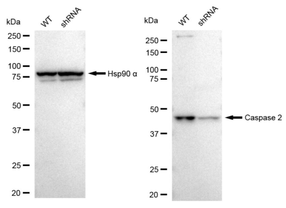 Caspase-2 Antibody (23GB3305)