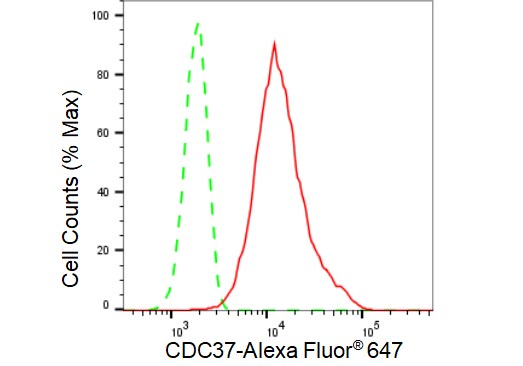 CDC37 Antibody (23GB3440)