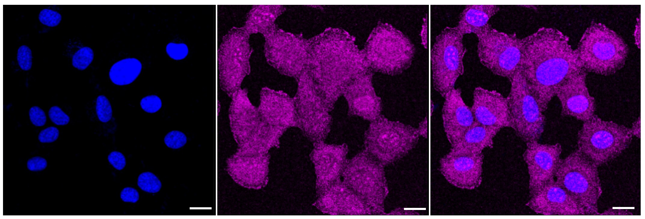 CDC37 Antibody (23GB3440)
