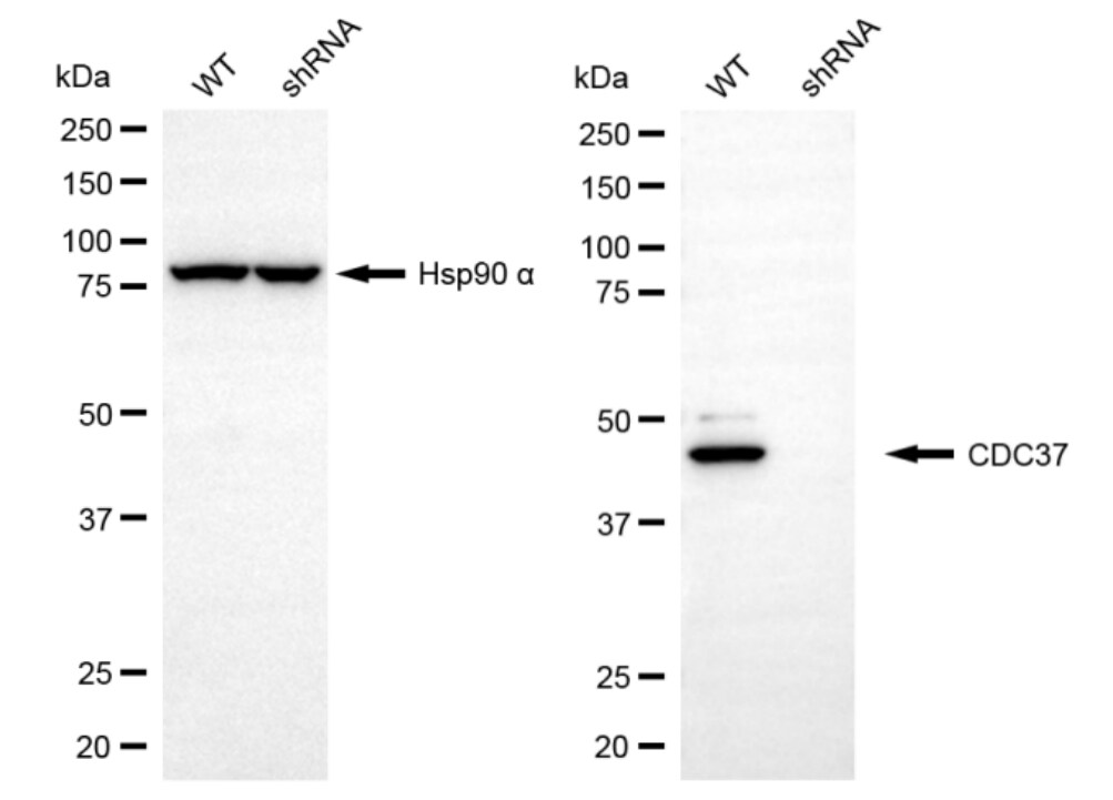 CDC37 Antibody (23GB3440)