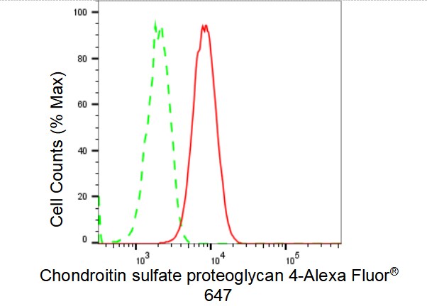 NG2/MCSP Antibody (23GB3470)