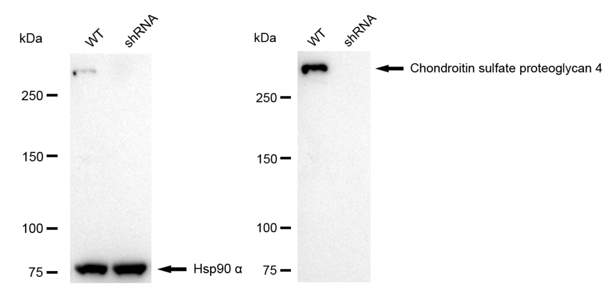 NG2/MCSP Antibody (23GB3470)