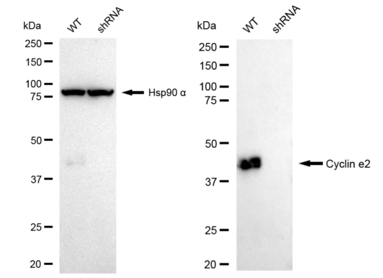 Cyclin E2 Antibody (23GB3535)