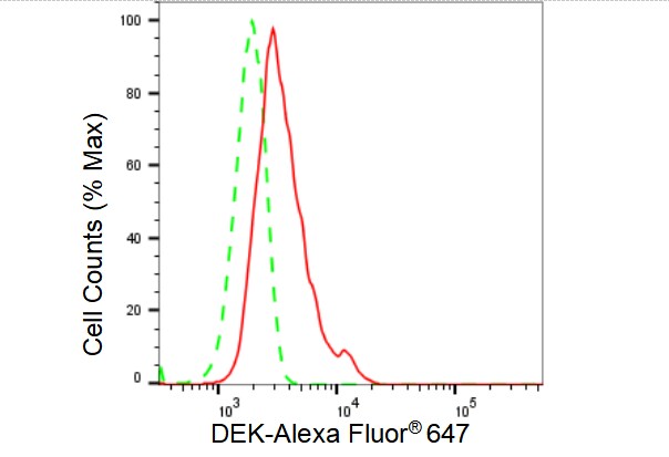 DEK Antibody (23GB3570)