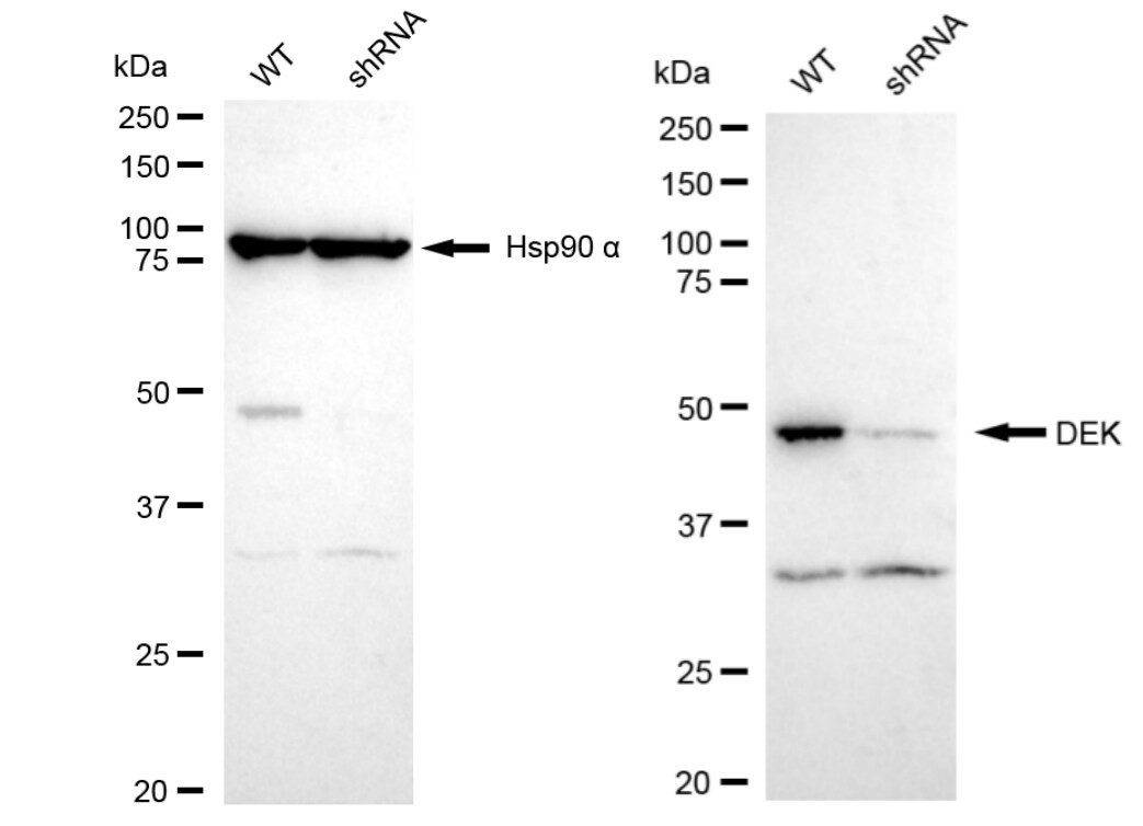 DEK Antibody (23GB3570)
