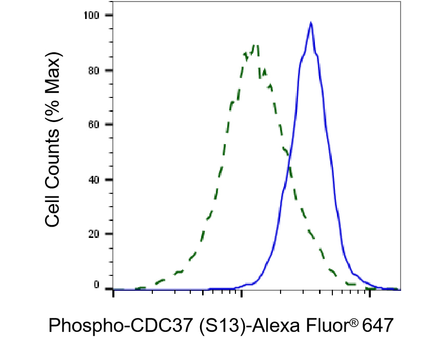 CDC37 [p Ser13] Antibody (23GB3595)