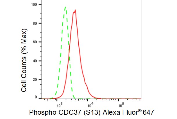 CDC37 [p Ser13] Antibody (23GB3595)