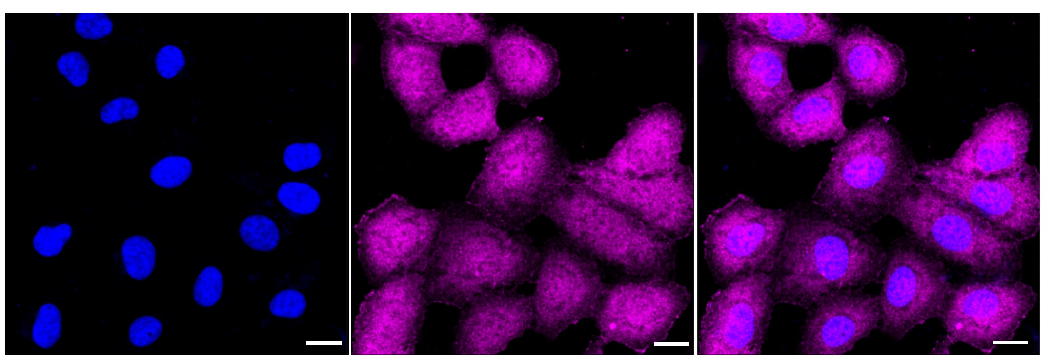 CDC37 [p Ser13] Antibody (23GB3595)