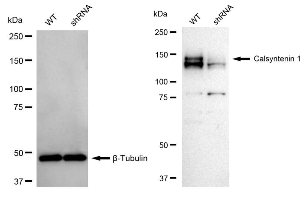 Calsyntenin-1 Antibody (23GB3725)