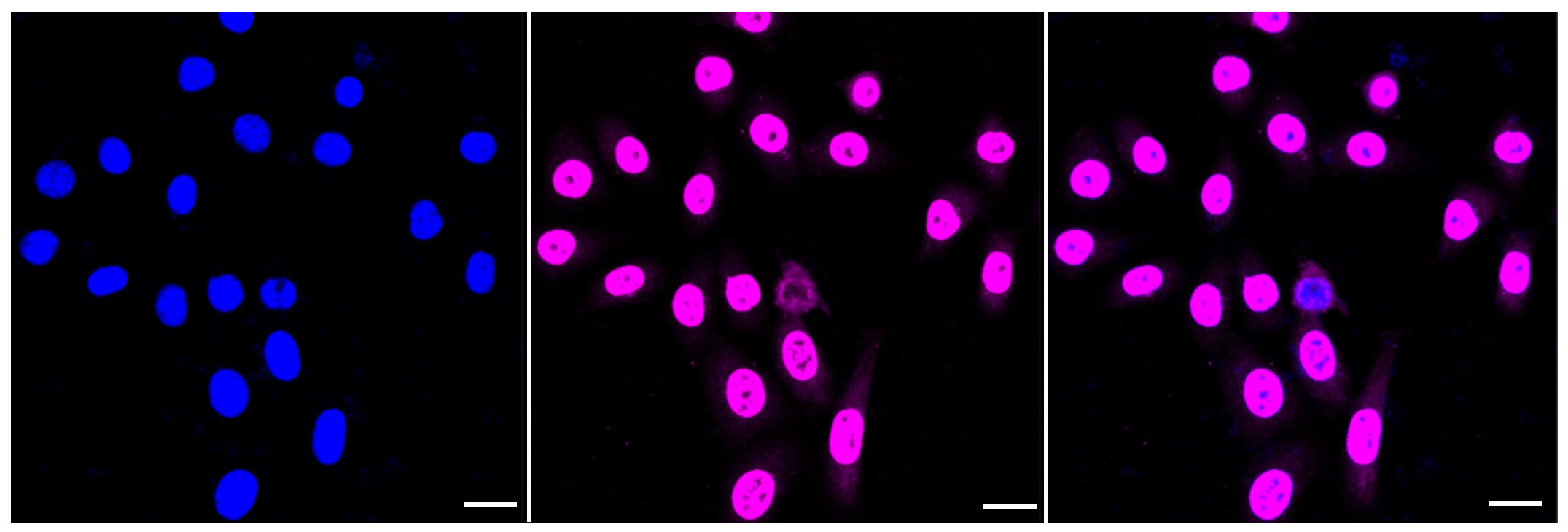 COP9 Antibody (23GB3780)