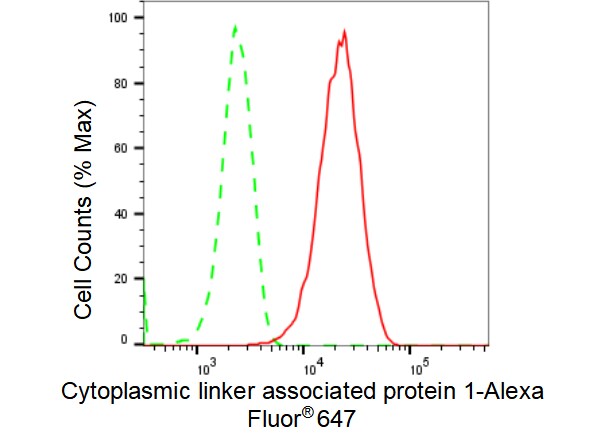 CLASP1 Antibody (23GB3810)