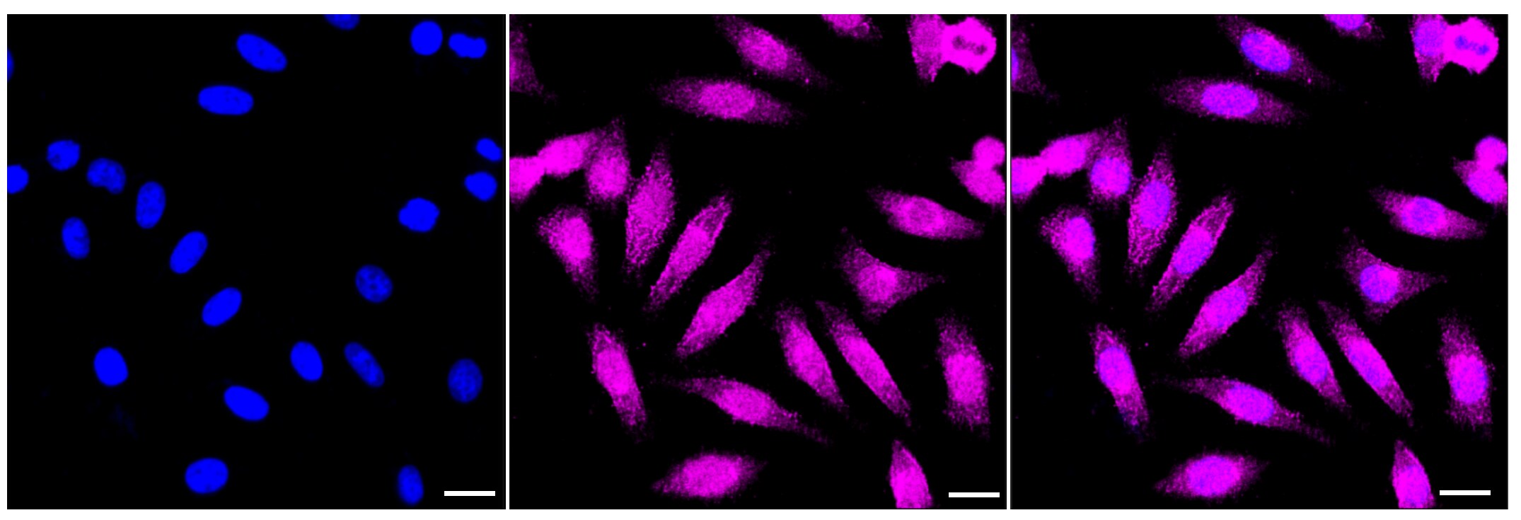 CLASP1 Antibody (23GB3810)