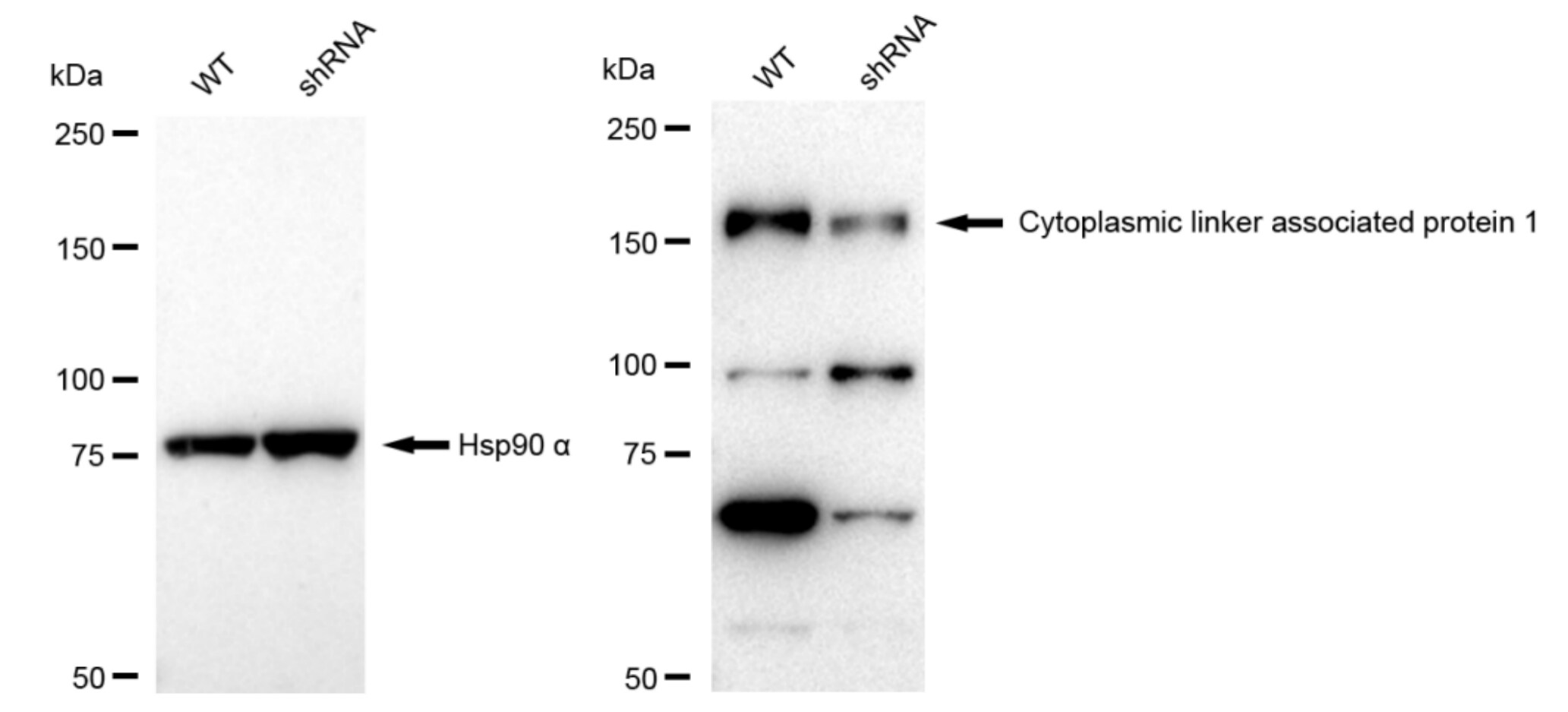 CLASP1 Antibody (23GB3810)