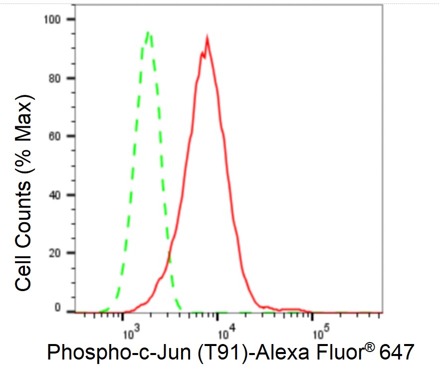 c-jun [p Thr91] Antibody (23GB4500)