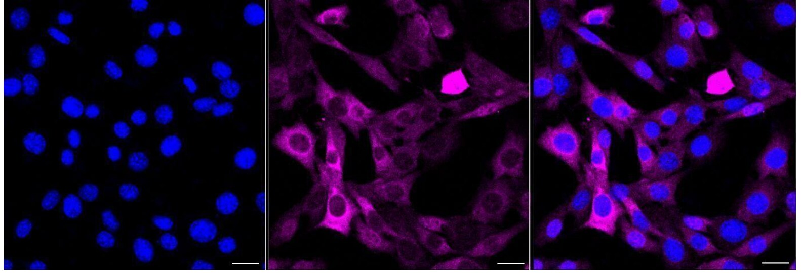 c-jun [p Thr91] Antibody (23GB4500)