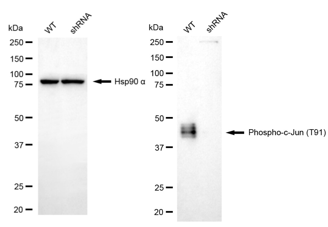 c-jun [p Thr91] Antibody (23GB4500)