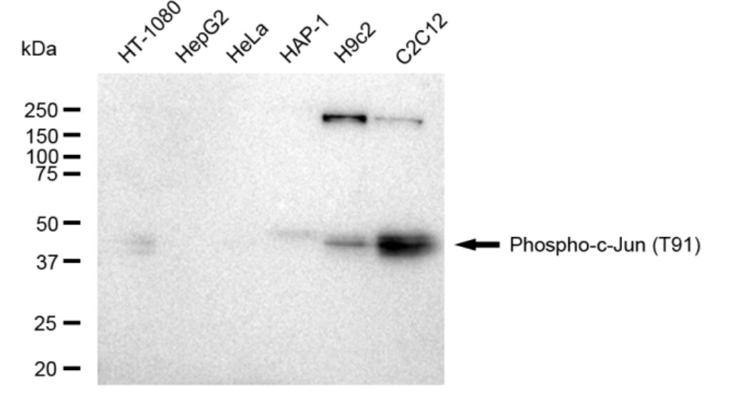 c-jun [p Thr91] Antibody (23GB4500)