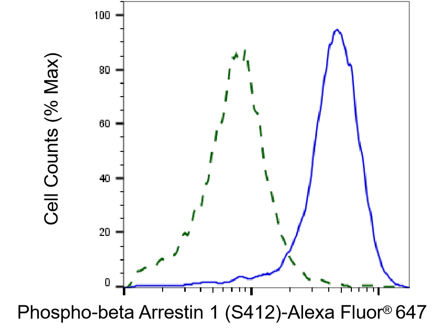 beta-Arrestin 1 [p Ser412] Antibody (23GB3845)