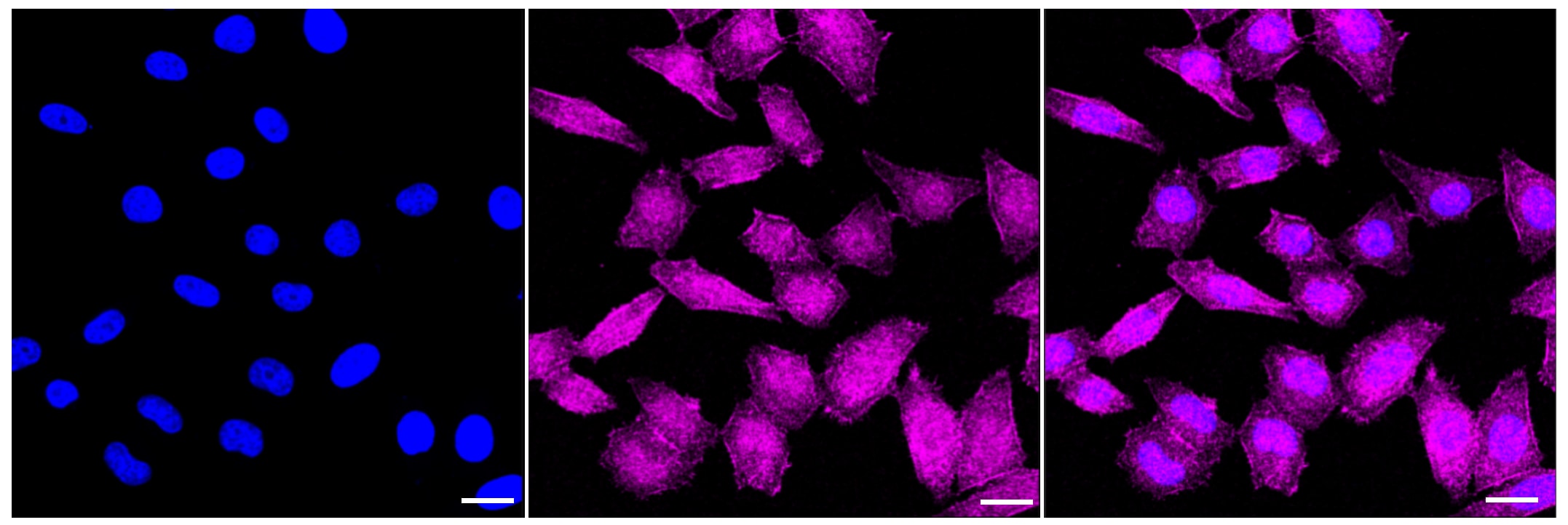 beta-Arrestin 1 [p Ser412] Antibody (23GB3845)
