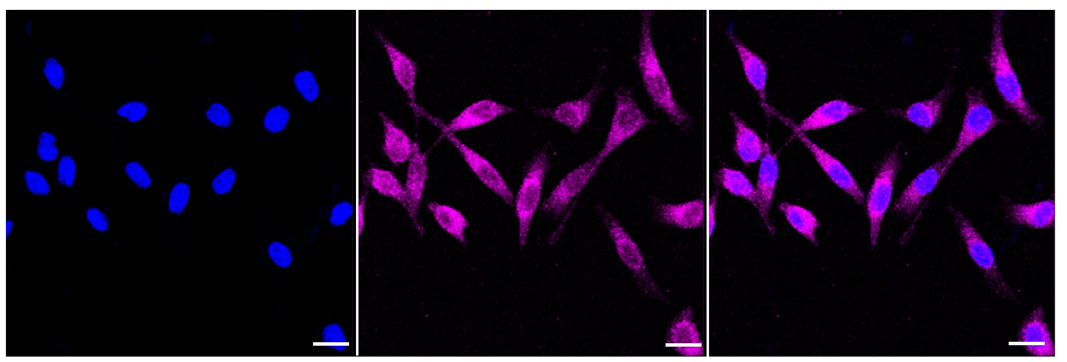 PRAS40 [p Thr246] Antibody (23GB3855)