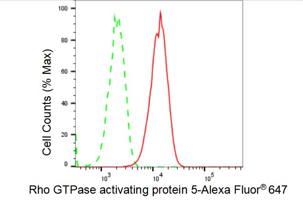 RhoGAP Antibody (23GB3860)