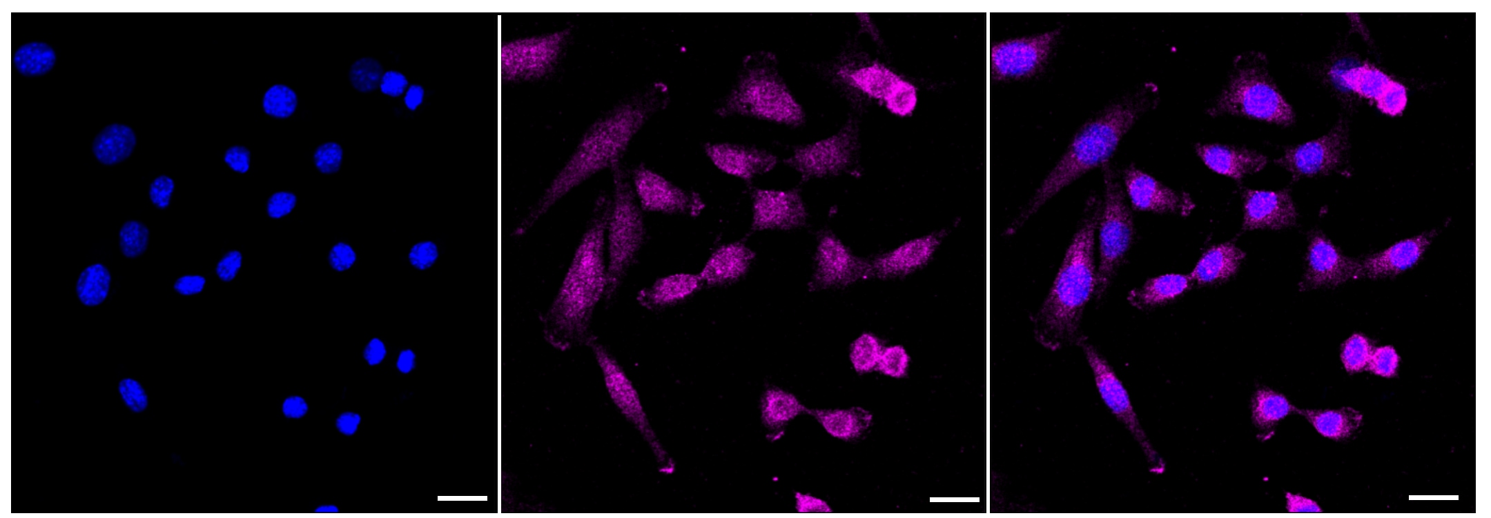 RhoGAP Antibody (23GB3860)