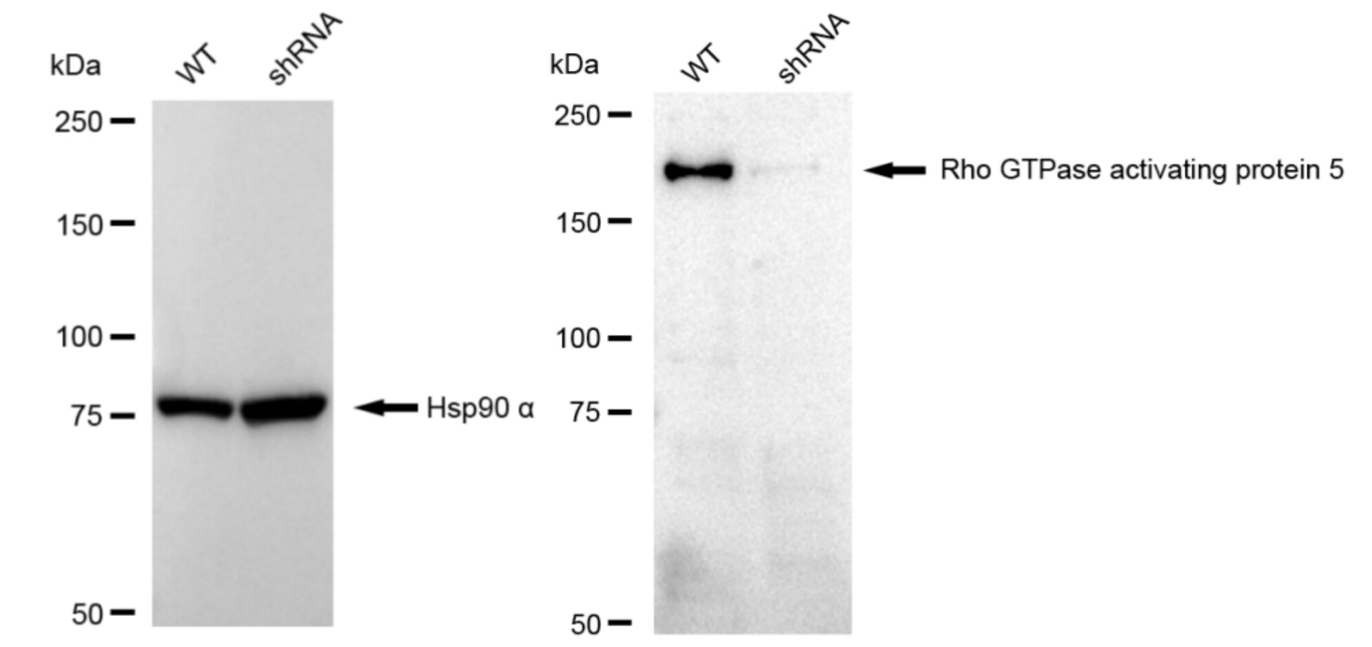 RhoGAP Antibody (23GB3860)