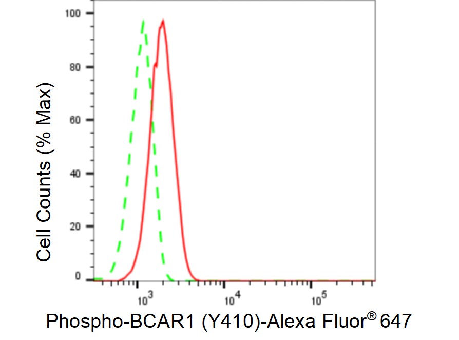 p130Cas/BCAR1 [p Tyr410] Antibody (23GB3870)