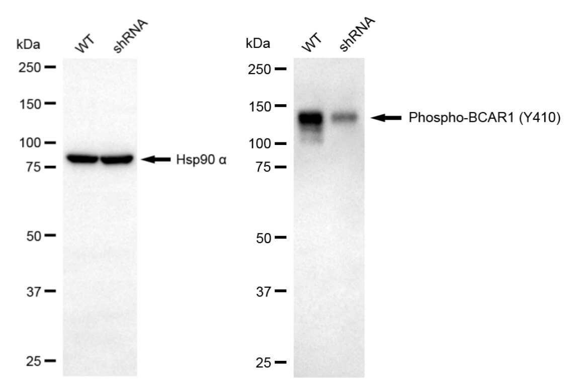 p130Cas/BCAR1 [p Tyr410] Antibody (23GB3870)