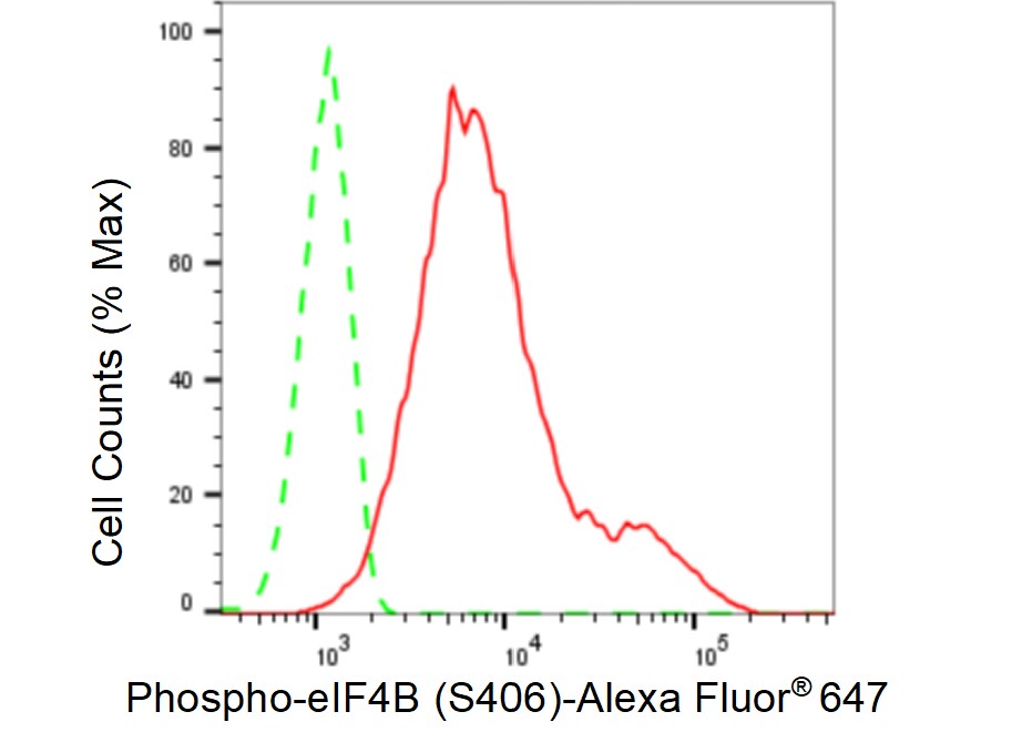 eIF4B [p Ser406] Antibody (23GB3905)