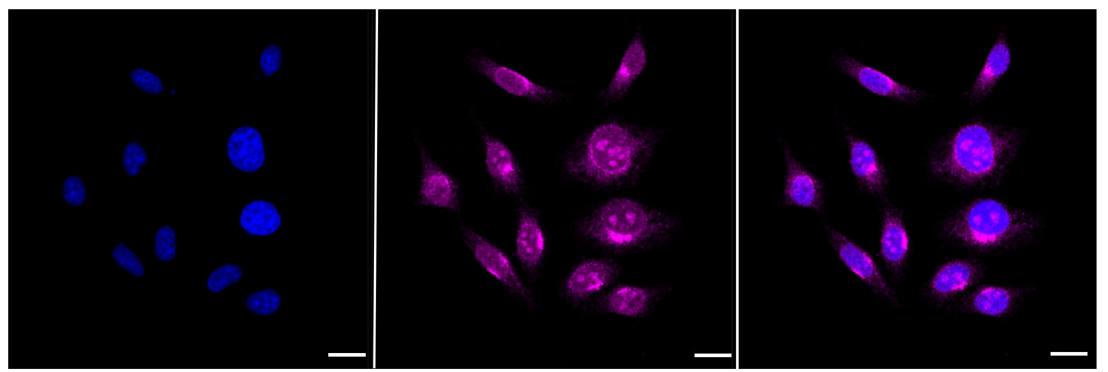 APLP-2 Antibody (23GB1595)