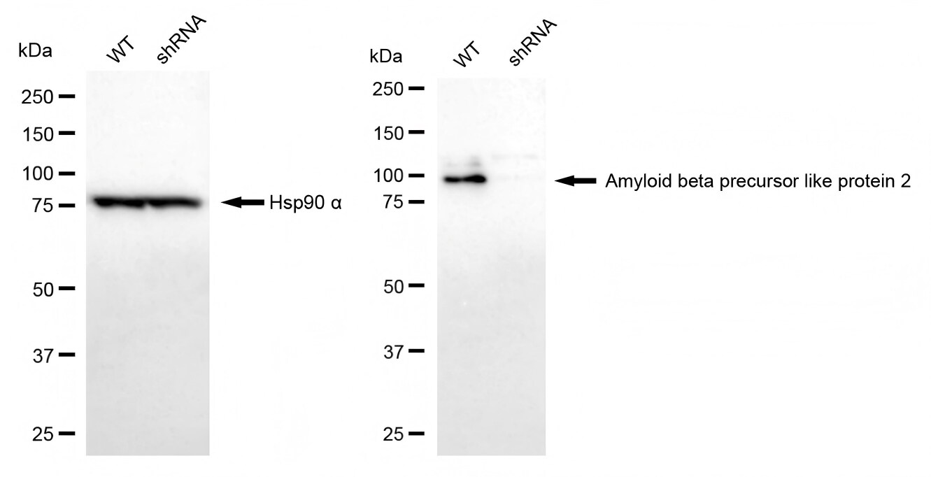 APLP-2 Antibody (23GB1595)
